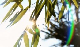 树叶最新爆料视频大全,揭秘娱乐圈幕后真相